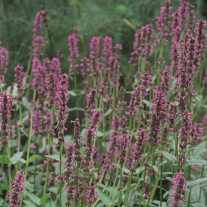 Picture of Herb Betony (Stachys Officinalis)